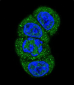 AP1851a-PI3KC3-Antibody-N-term-G24
