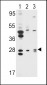 AP7394c-ELF5-Antibody-Center