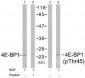 AE1002a-4E-BP1-Antibody-T45