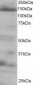 AF1002a-4E-T--EIF4ENIF1-Antibody