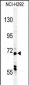 AP5947a-USP49-Antibody-N-term