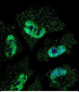 AM1899b-ELAVL1-Antibody