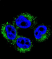 AP12036c-AP1M1-Antibody-Center
