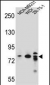AP13013b-ARHGAP22-Antibody-C-term