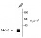 AN1075-14-3-3-Protein-Antibody