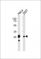 AP50665-14-3-3--Antibody