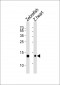 AP20693c-DANRE-fabp10a-Antibody-Center