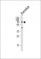 AP20708a-DANRE-lcp1-Antibody-N-term