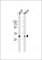 AP50745-14-3-3--Antibody