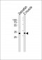 Azb18699a-DANRE-afmid-Antibody-N-term