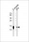 Azb18700c-DANRE-ba2-Antibody-Center