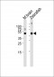 Azb18701a-DANRE-spop-Antibody-N-term