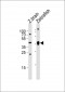 Azb18702c-DANRE-ada-Antibody-Center
