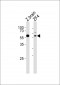 Azb18704c-DANRE-papl-Antibody-C-term