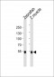 Azb18706a-DANRE-srebf2-Antibody-Center