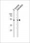 Azb18710c-DANRE-chst1-Antibody-C-term