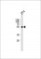 Azb18714c-DANRE-ankrd13c-Antibody-C-term
