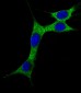 AP1805a-Cleaved-LC3A-Antibody