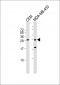 AP12965a-IFI6-Antibody-N-term