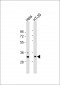 AP8063a-GNB2L1-Antibody-N-term