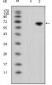 AO1280a-WNT5A-Antibody