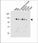 AP1034a-Dnmt3a-Antibody