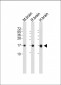 AM1800a-LC3-Antibody-APG8